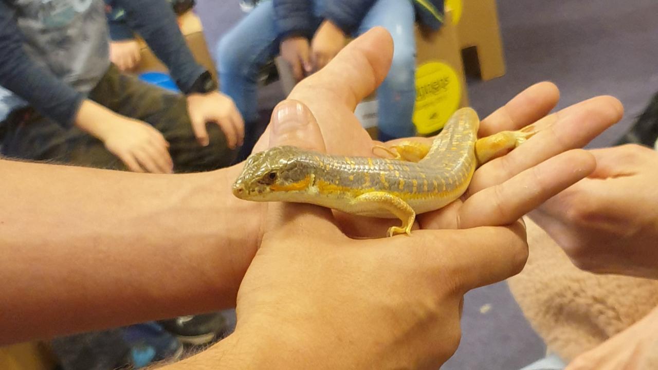 Foto van een hand met een reptiel