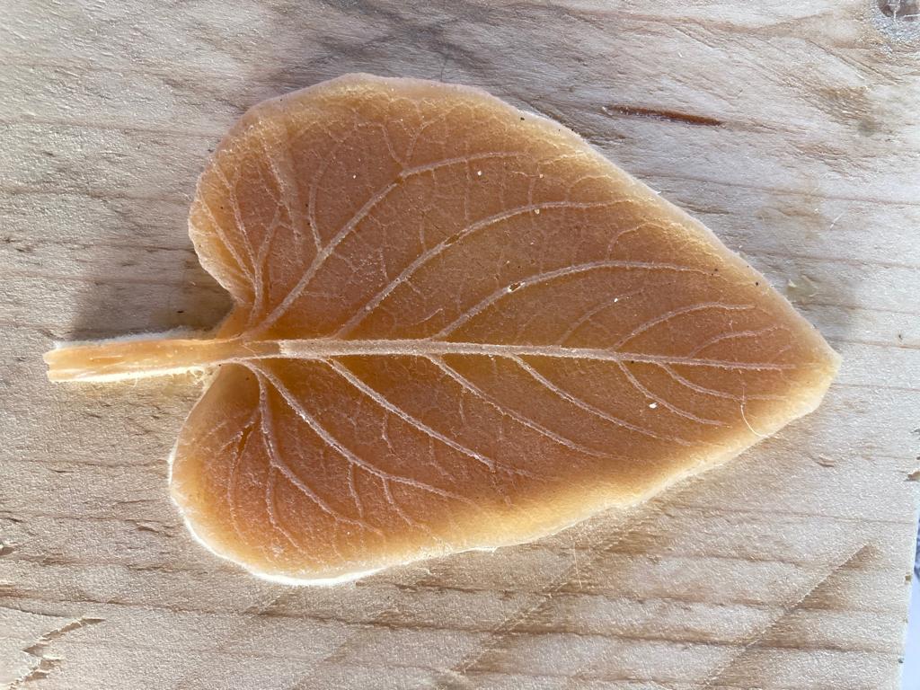Natuuratelier